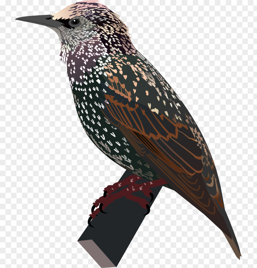 Bird Common Starling PNG