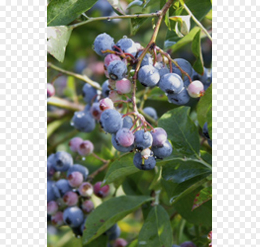 Blueberry Highbush Bilberry Oregon Grape Vaccinium Cespitosum PNG