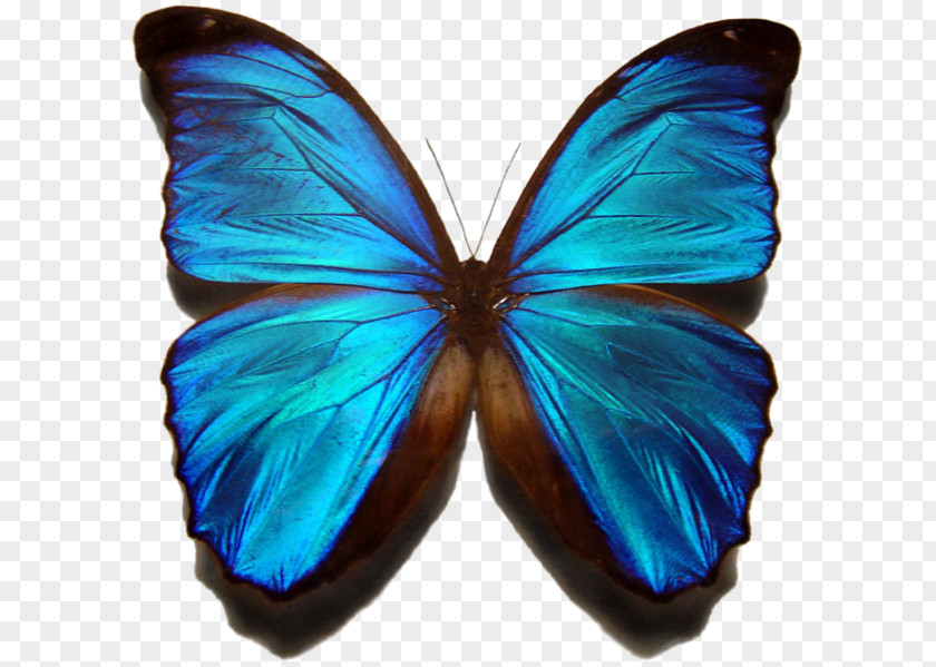 Butterfly Monarch Menelaus Blue Morpho Insect PNG