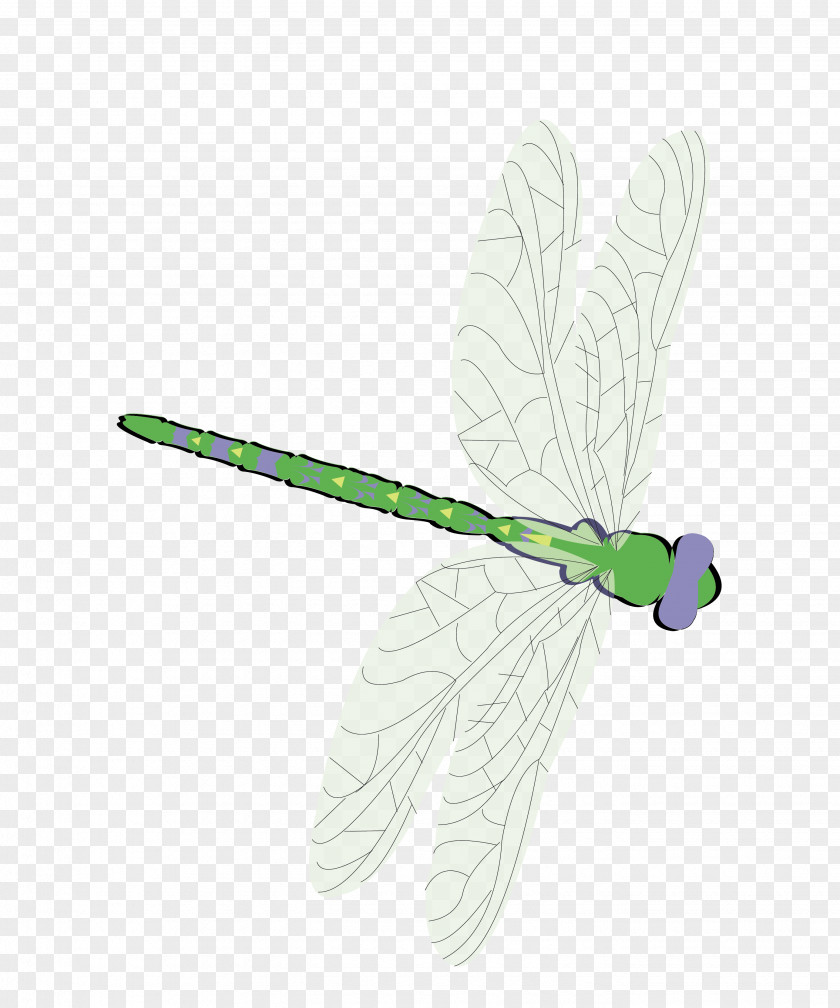 Dragonfly Vector Butterfly Green Feather Moth Pattern PNG