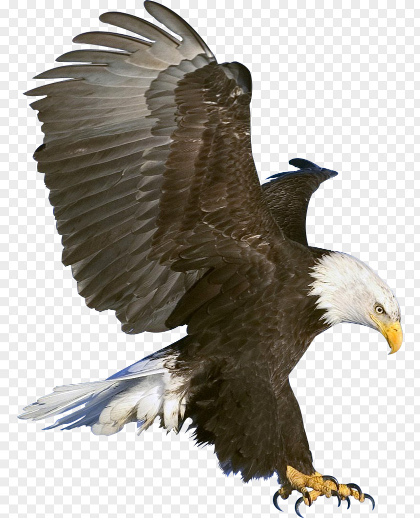 Eagle Image, Free Download Bald PNG