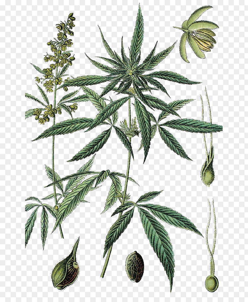 Marijuana Hand Painted Cannabis Revealed: How The Worlds Most Misunderstood Plant Is Healing Everything From Chronic Pain To Epilepsy Medical PNG