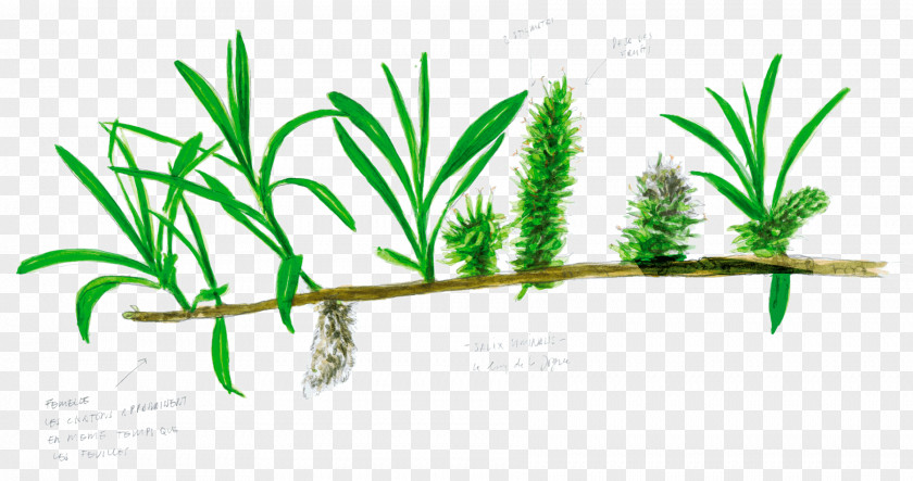 Tree Salix Viminalis Arecaceae Branch Leaf PNG