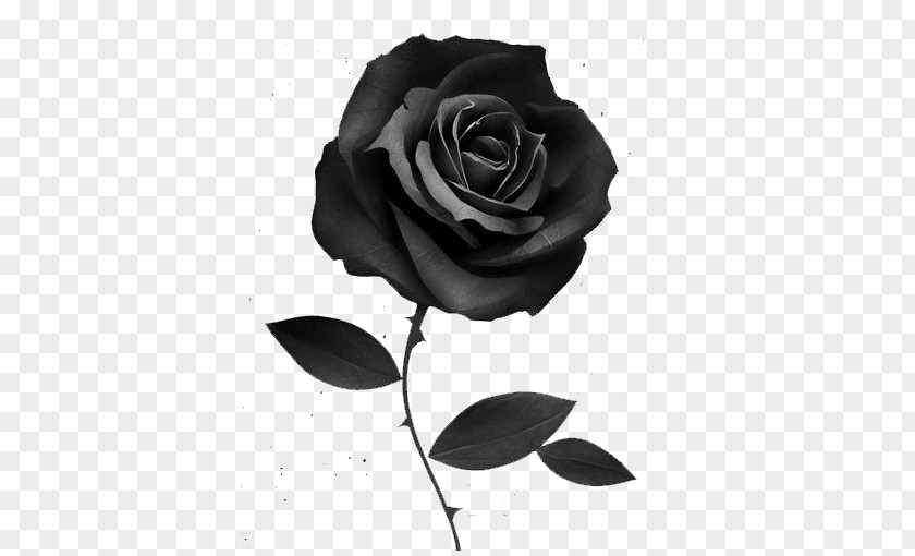 Black Rose PNG rose clipart PNG