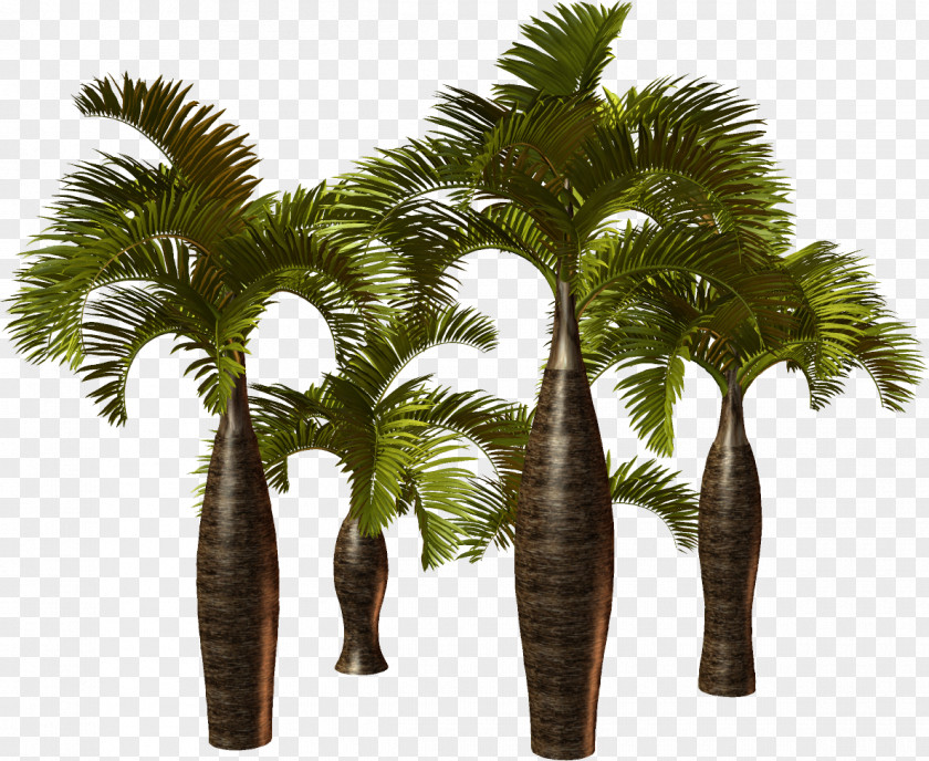 Palm Tree Arecaceae Plant Attalea Speciosa Asian Palmyra PNG