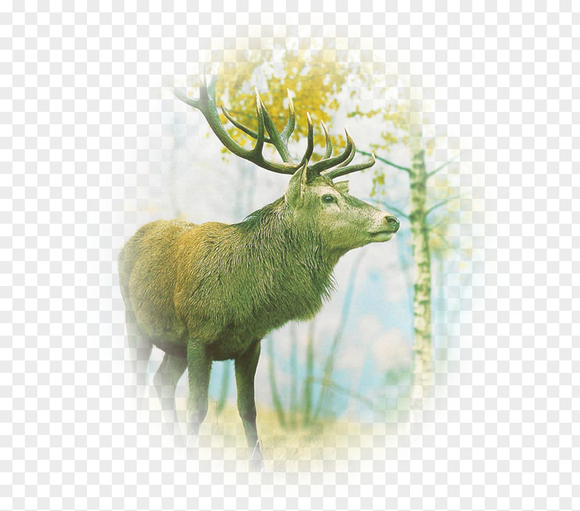 Reindeer Elk Antler Fauna Wildlife PNG