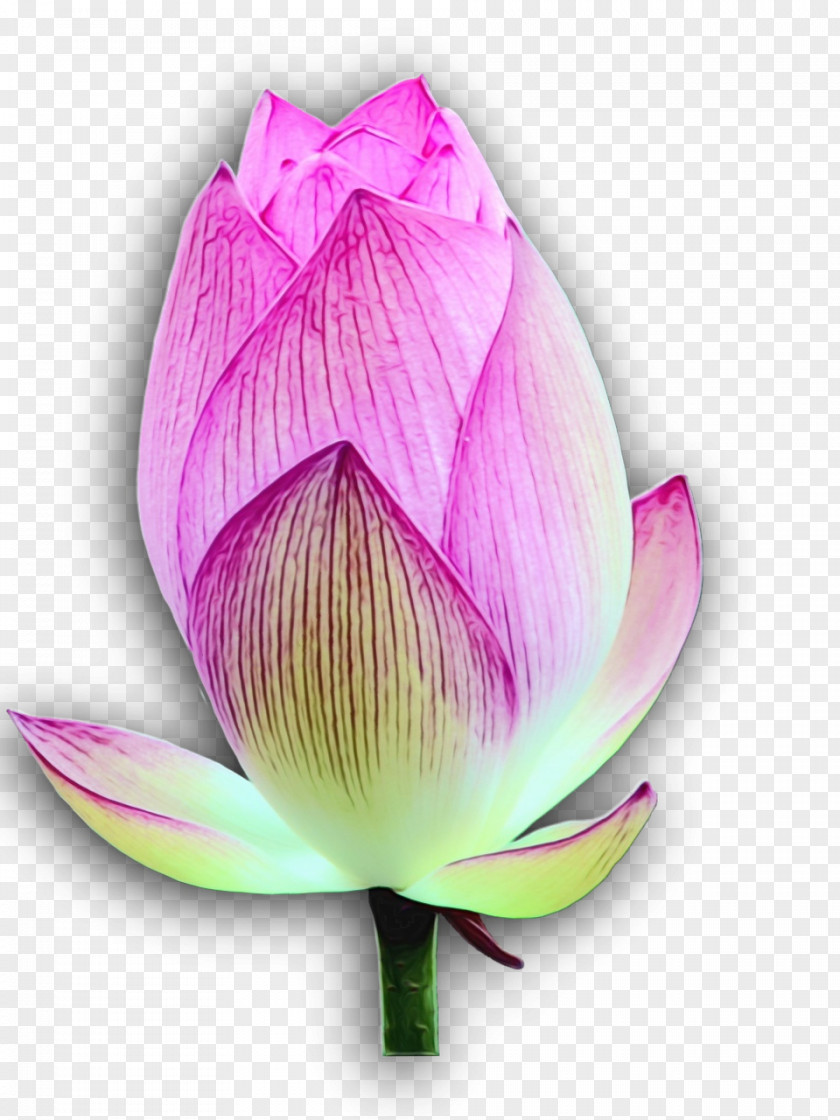Sacred Lotus Plant Stem Bud Nelumbonaceae Purple PNG