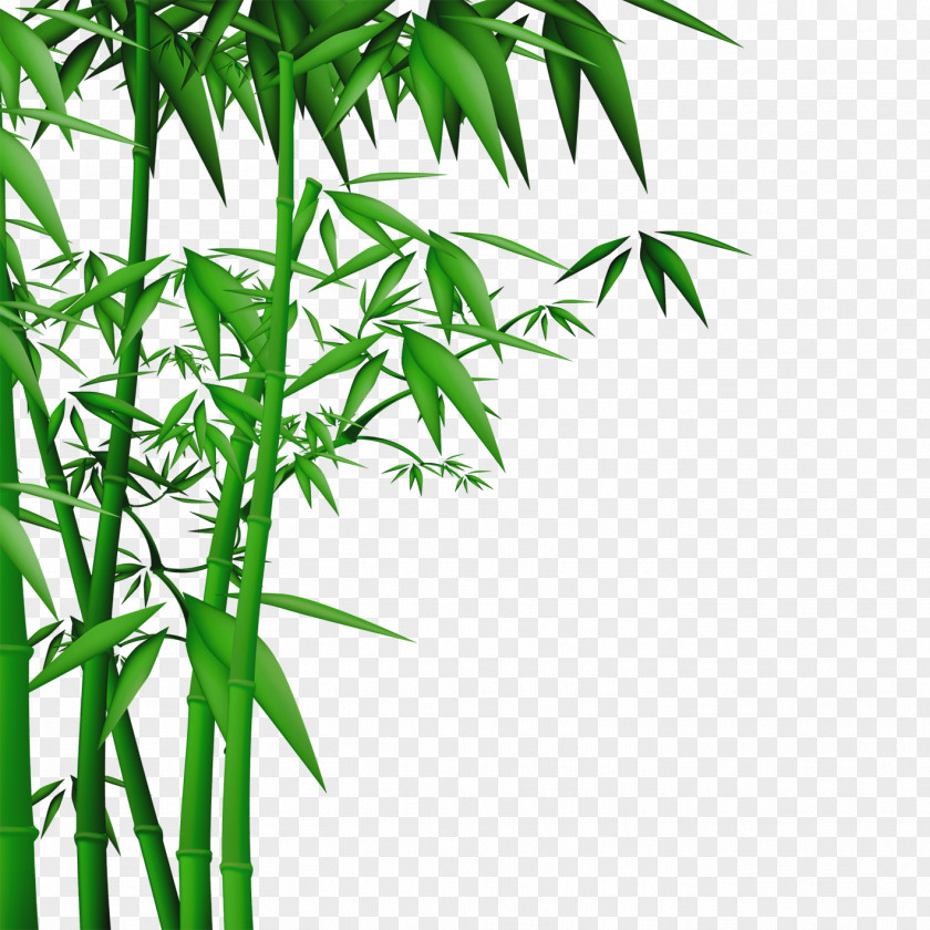 Bamboo Wall Wallpaper PNG