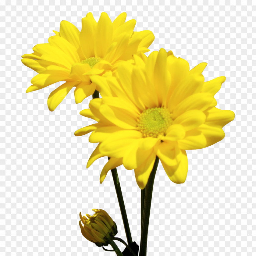 Chrysanthemum Oxeye Daisy Cut Flowers Ohio Marguerite PNG