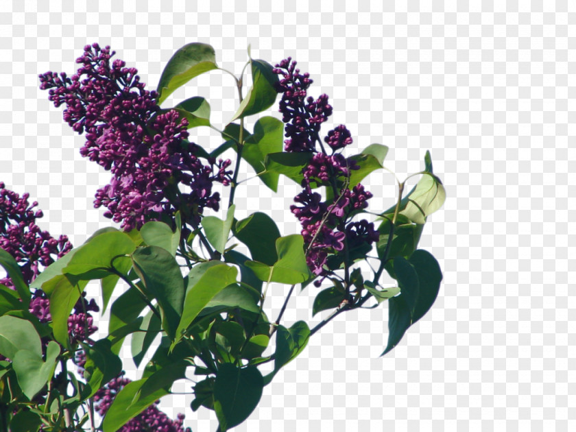 Lilac Bush Shrub Common Herb PNG