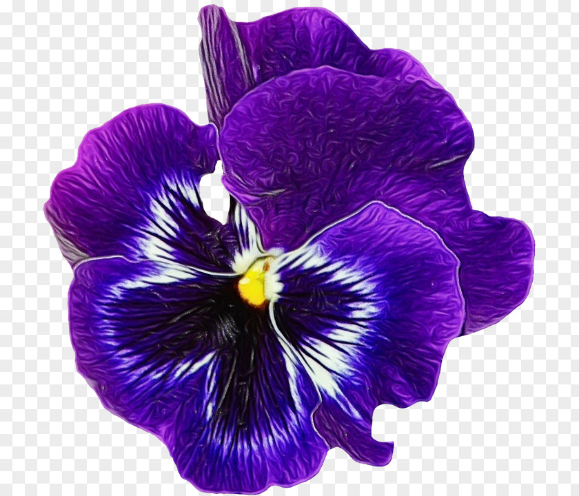 Magenta Violet Family African PNG