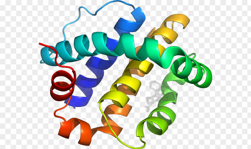 Protein Structure Tertiary Bioinformatics PNG