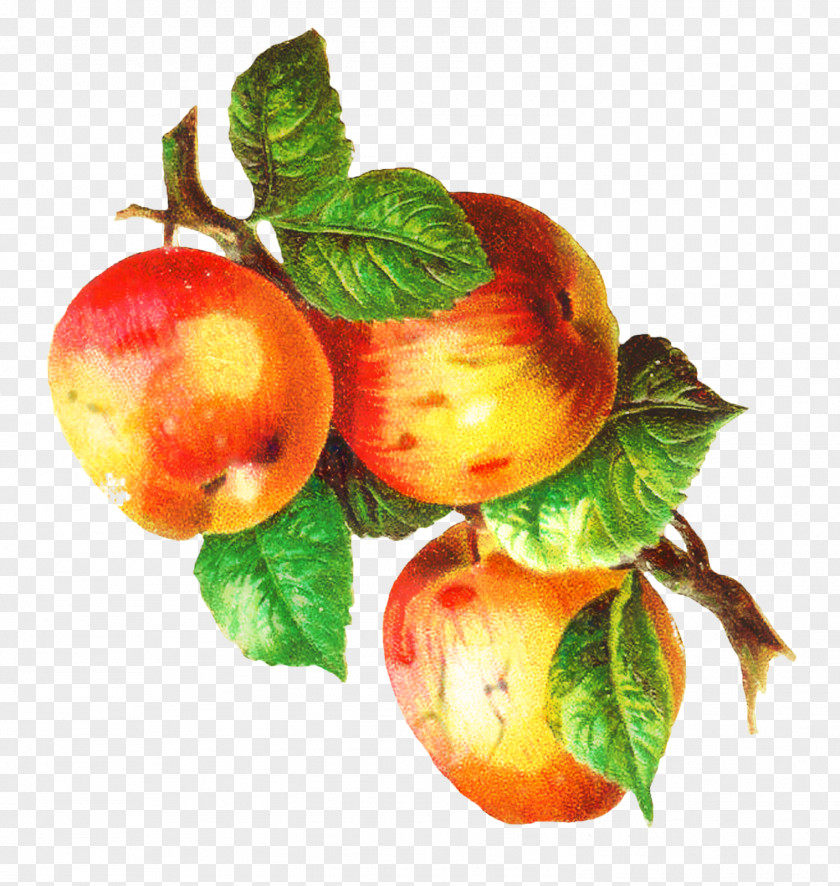 Rose Family Plum Apple Tree Drawing PNG