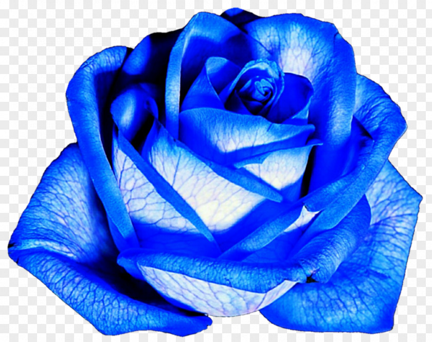 Blue Rose Flower Garden Roses PNG
