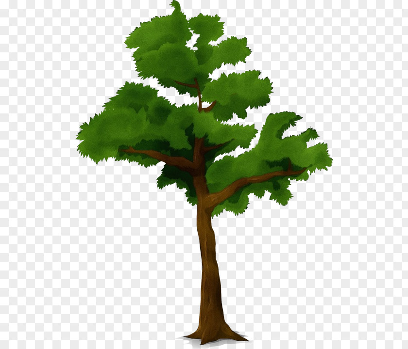 Elm Arbor Day Oak Tree Silhouette PNG