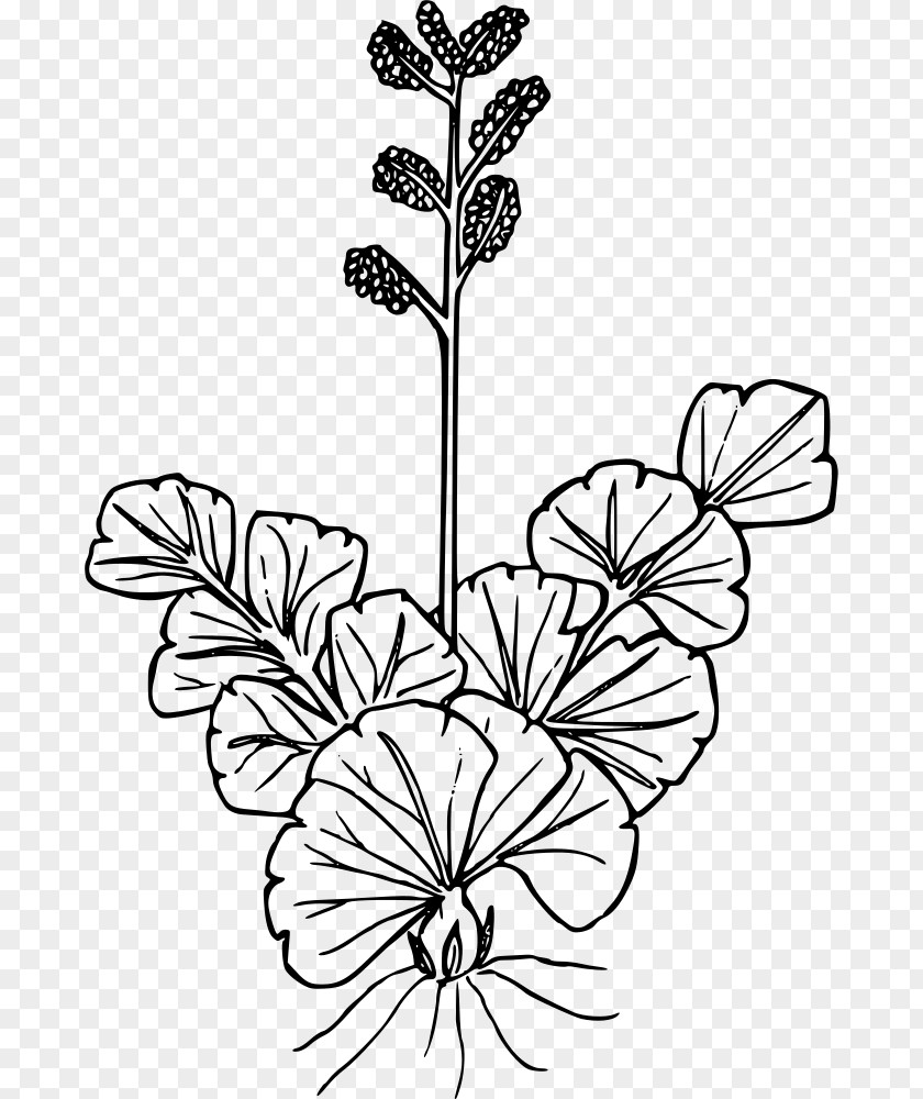 Fern Wildflower Plant Drawing Line Art PNG