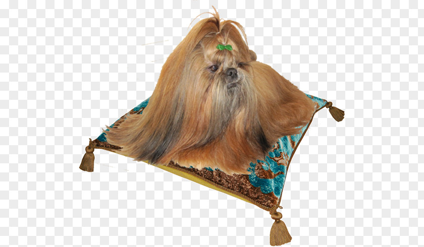 Shih Tzu Dog Breed Lhasa Apso Companion Snout PNG