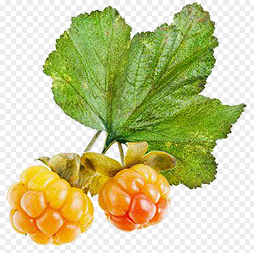 Berries Varenye Cloudberry Stock Photography PNG