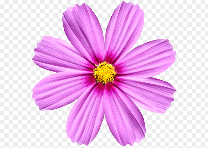 Flower Angle Of Rotation Cut Flowers Symmetry Transformation PNG