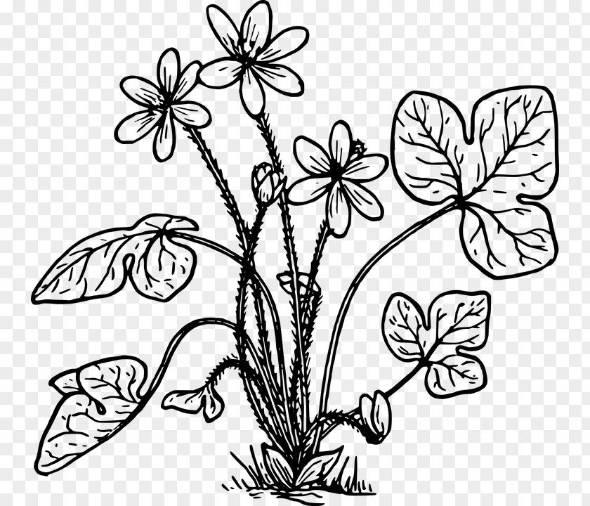 Hawthorn Tree Anemone Hepatica Coloring Book Clip Art PNG