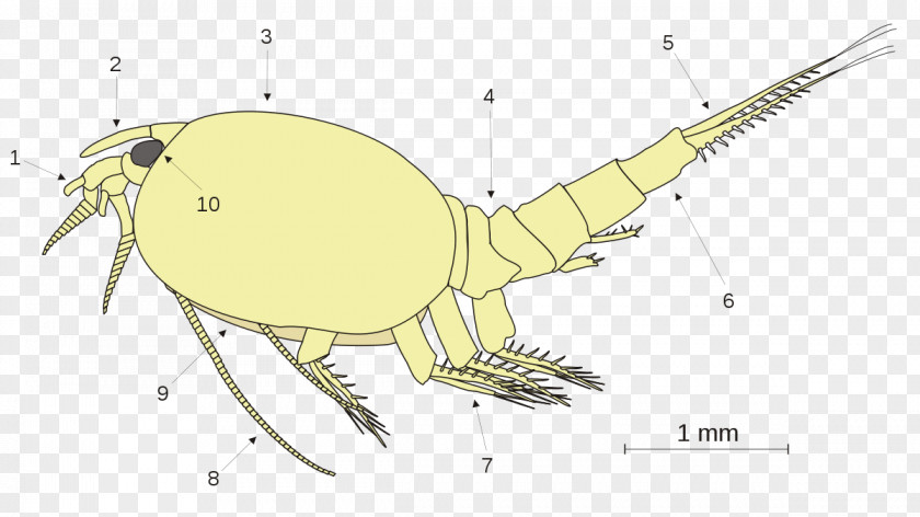 Phyllocarida Crab Leptostraca Phylogeny Of Malacostraca Eumalacostraca PNG of Eumalacostraca, mito class clipart PNG