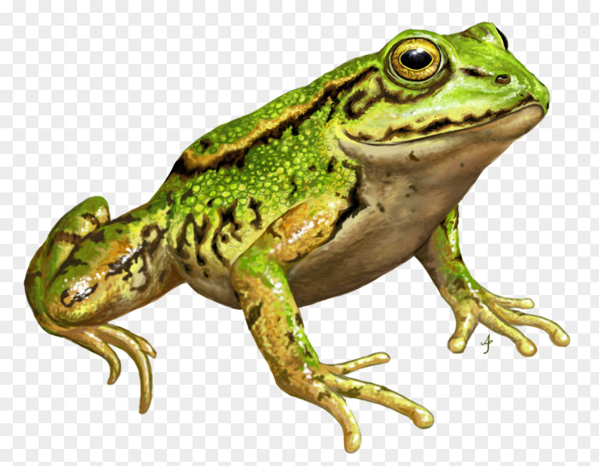 Raven Totem American Bullfrog Amphibians Edible Frog DeviantArt PNG