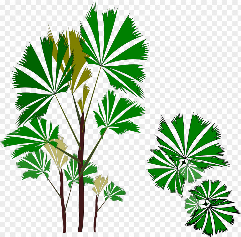Vector Plant Arecaceae Clip Art PNG