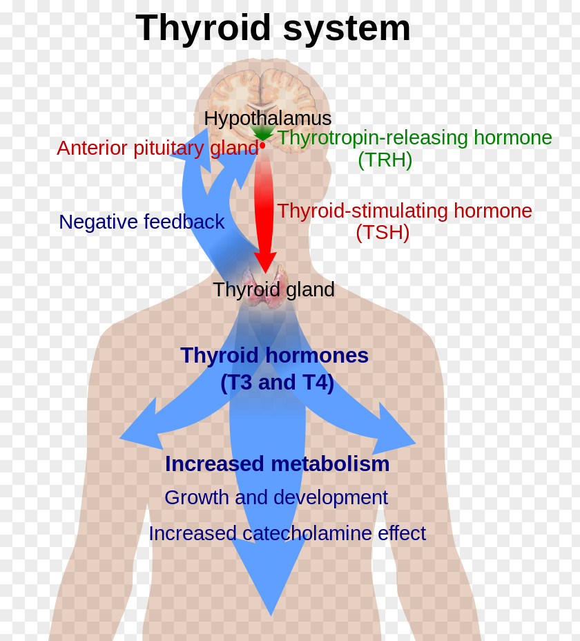 Astragalus Thyroid Hormones Thyroxine Thyroid-stimulating Hormone PNG
