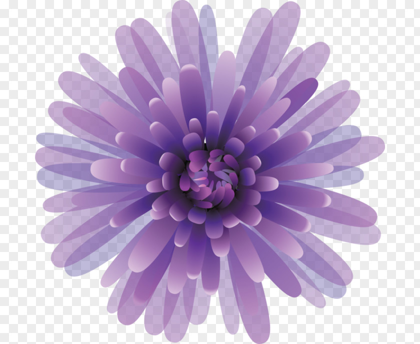 Chrysanthemum PNG