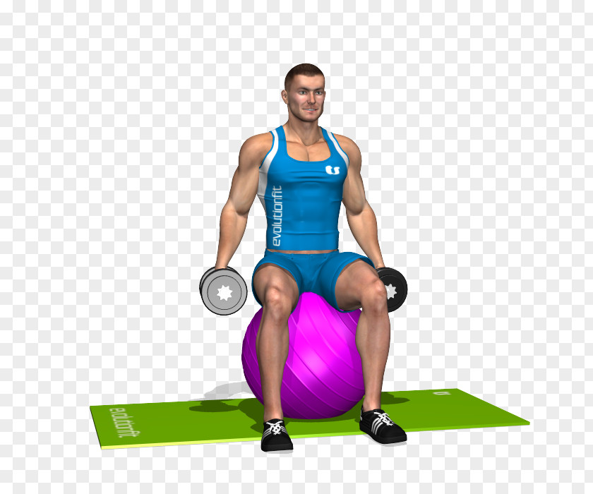 Exercise Balls Shoulder Medicine Deltoid Muscle PNG
