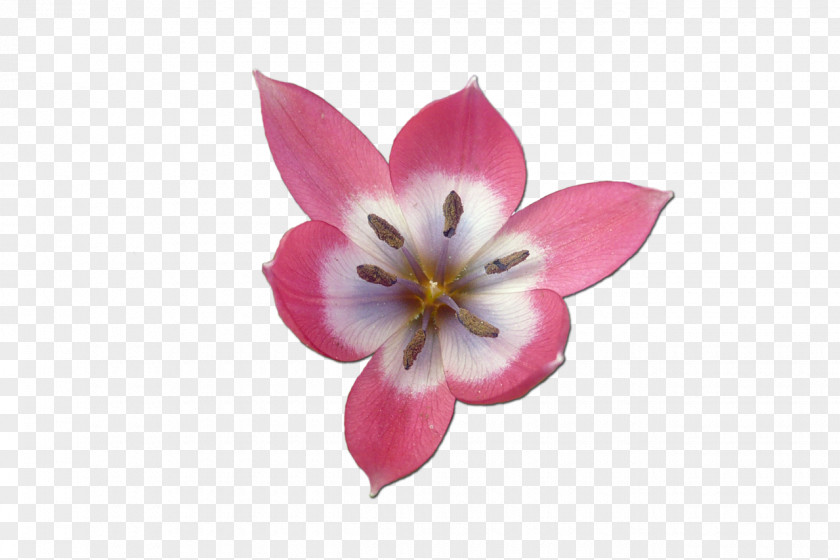 Lale Tulip Clip Art Flower Petal PNG