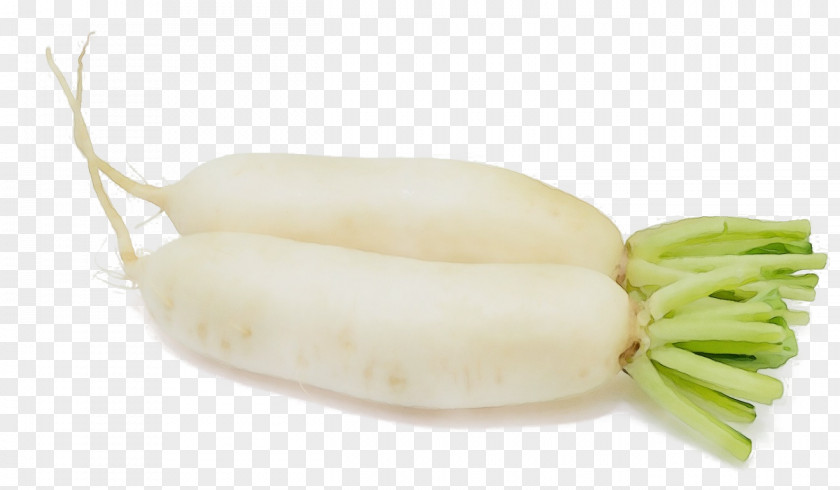 Radish Daikon Food Vegetable Plant PNG