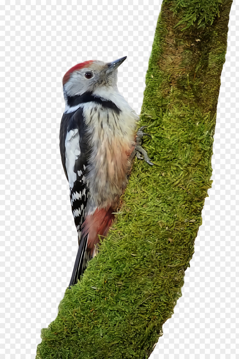Woodpeckers Beak PNG
