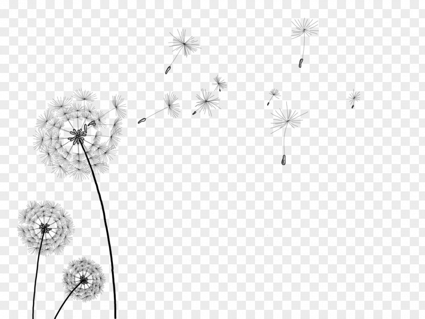 Dandelion Information Clip Art PNG