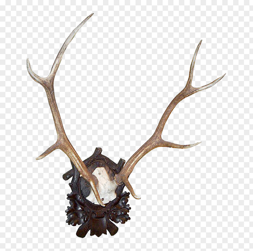 Deer Antler Roe Elk White-tailed PNG