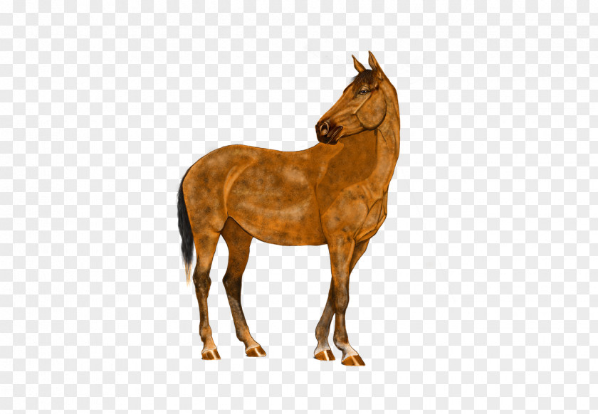 Horse Stallion Pony Digital Art PNG