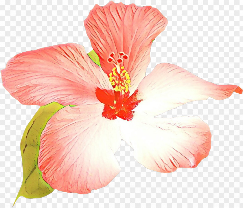 Mallow Family Plant Drawing Of PNG