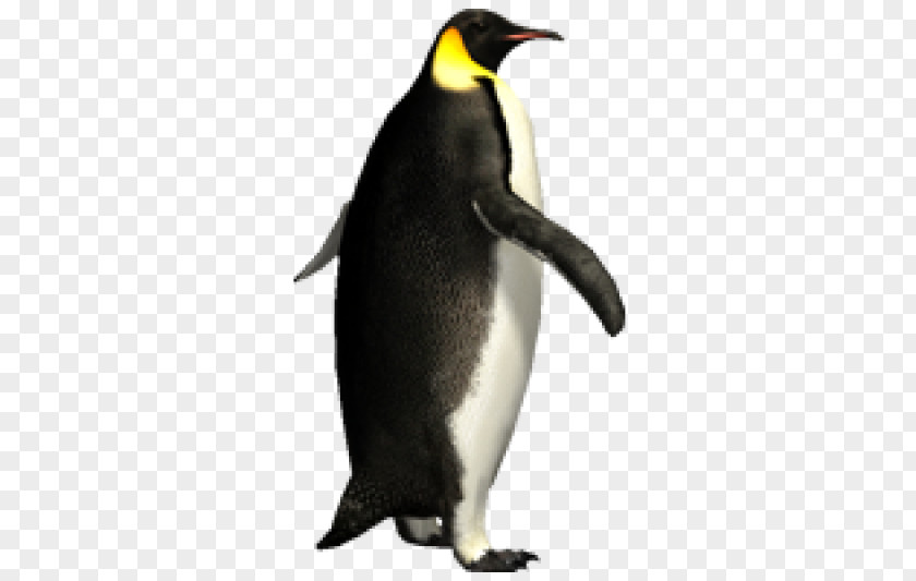 Penguin Emperor Image Clip Art PNG