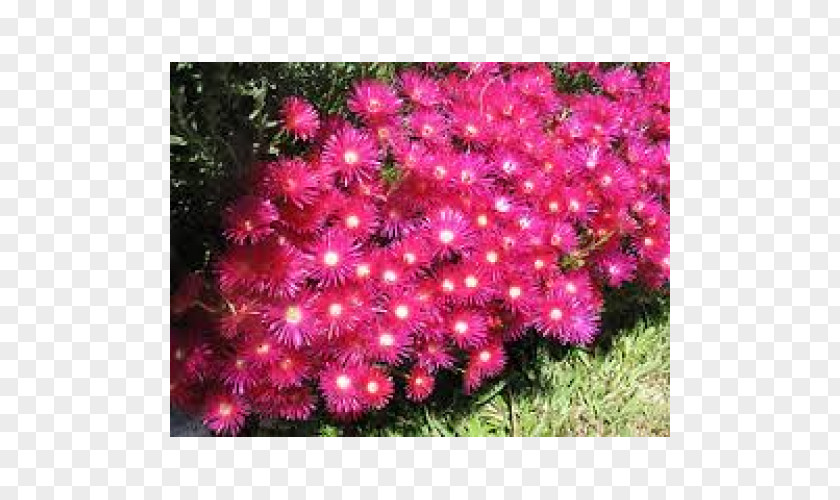 Rockery Plant Mesembryanthemum Pig Carpobrotus Edulis Color PNG