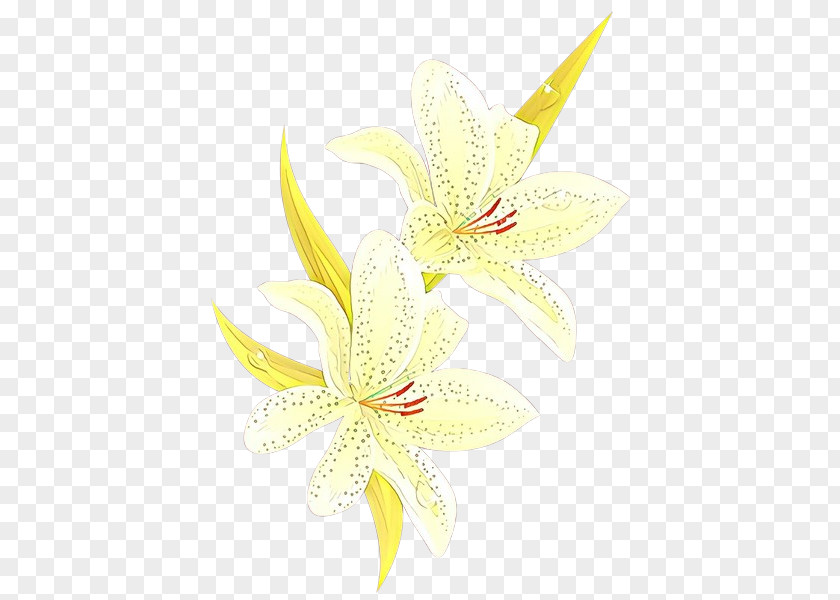 White Flower Lily Yellow Petal PNG