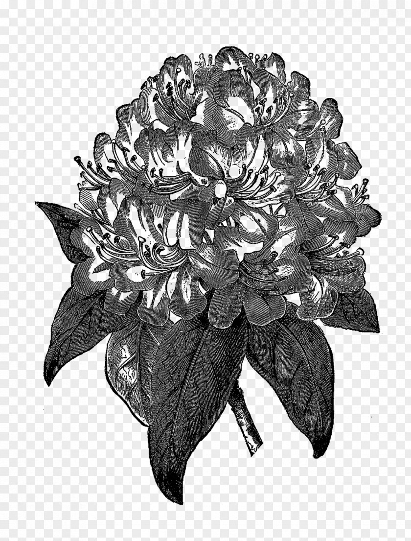 Botanical Flowers Rhododendron Drawing Botany Clip Art PNG