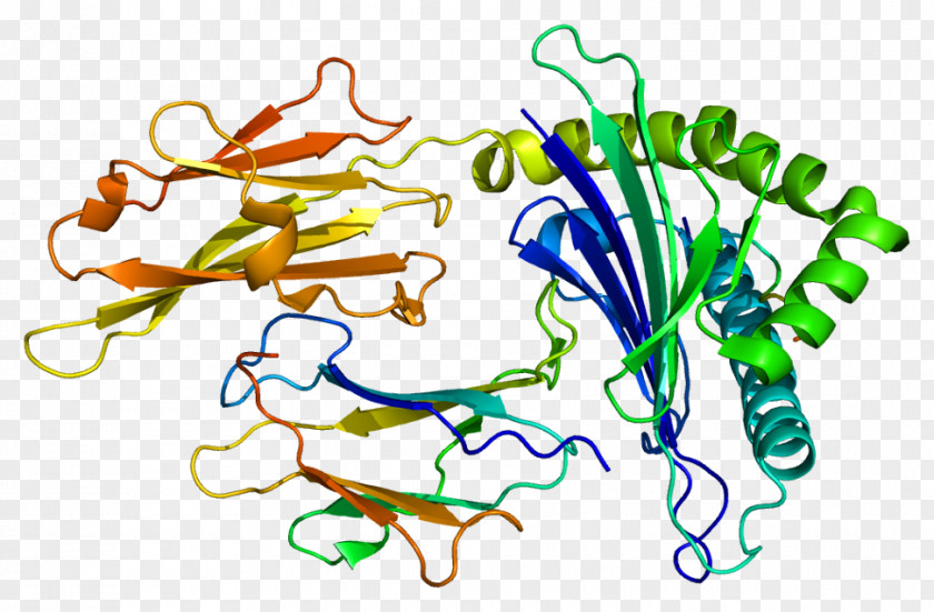 HLA-G Human Leukocyte Antigen HLA-F HLA-B Major Histocompatibility Complex PNG