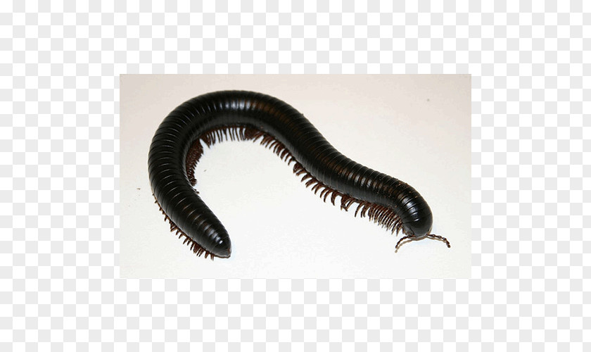 Millipedes Archispirostreptus Gigas Centipedes Tachypodoiulus Niger Trigoniulus Corallinus PNG