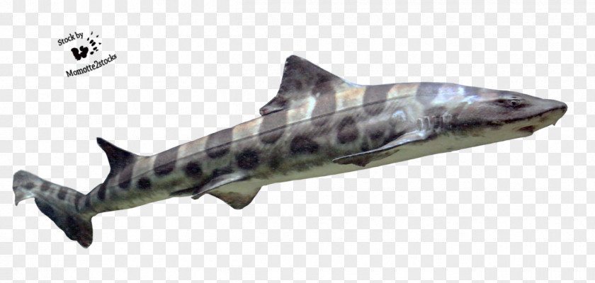 Sharks Squaliformes Requiem Shark Hexanchiformes Carpet Heterodontiformes PNG