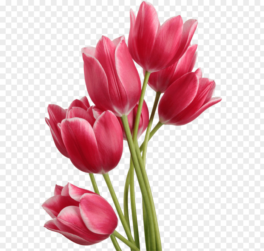 Tulips Tulip Flower Clip Art PNG