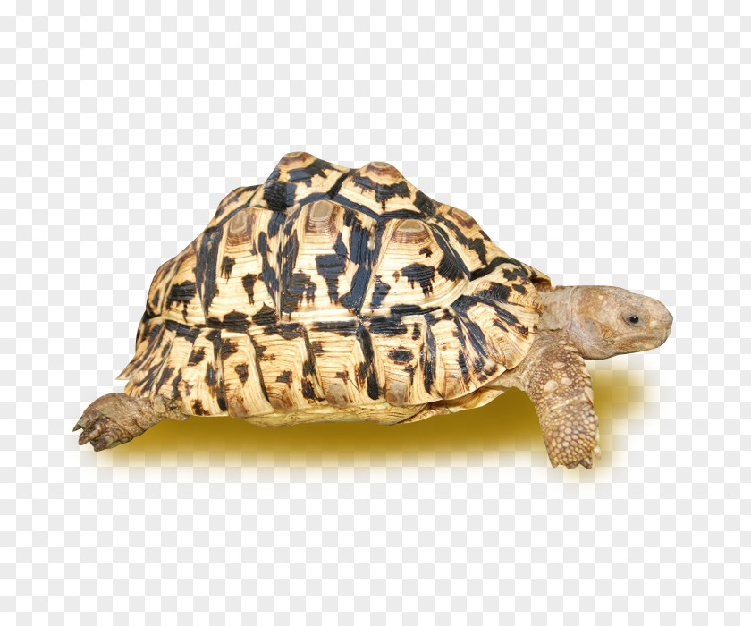 Turtle Box Turtles Leopard Tortoise Common African Spurred PNG
