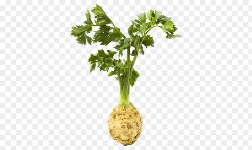 Vegetable Vannes Celeriac Stock Photography Royalty-free PNG