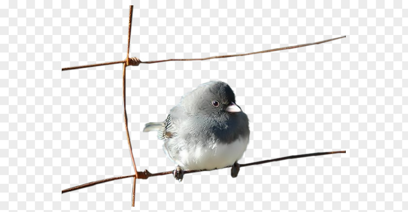 A Sparrow House Bird Moineau PNG