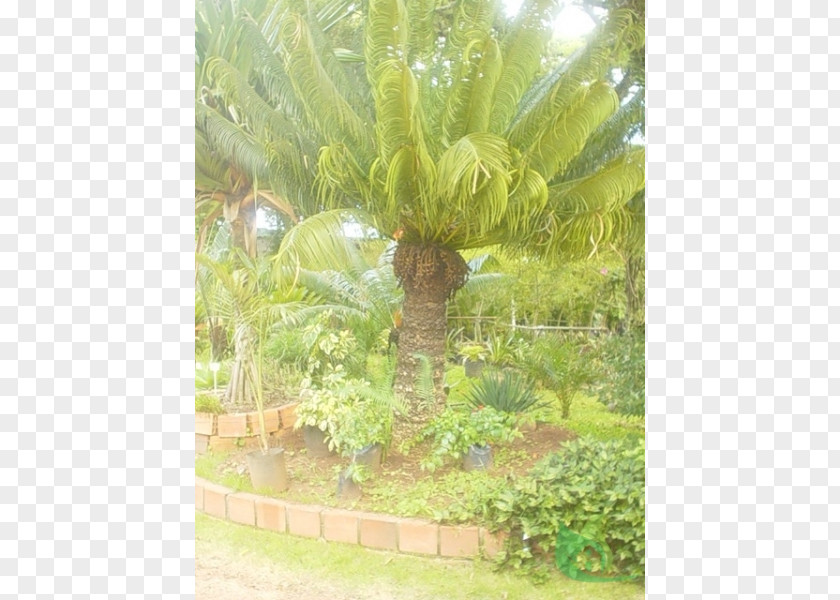 Canoas Garden Center Houseplant Sago Palm Centre PNG