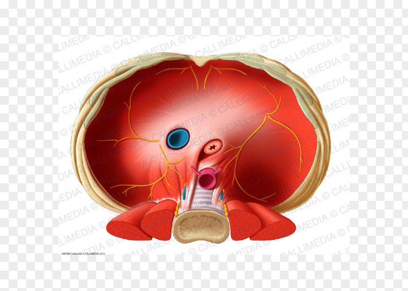 Diafragma Thoracic Diaphragm Inferior Vena Cava Human Anatomy Esophagus PNG